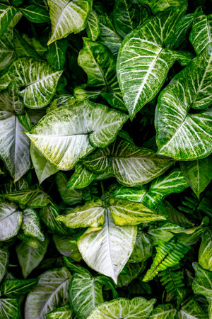 Lush green foliage with variegated tropical leaves in dense arrangement.の写真素材
