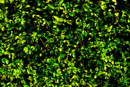 Vibrant green foliage with sunlit leaves in lush outdoor garden.の写真素材
