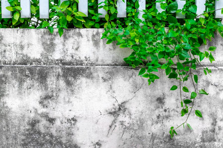 Lush greenery climbing over white concrete wall with fence in urban setting.の写真素材