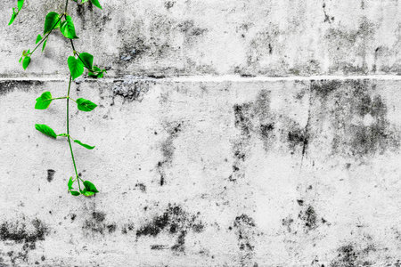 Green vine climbing on weathered concrete wall.の写真素材