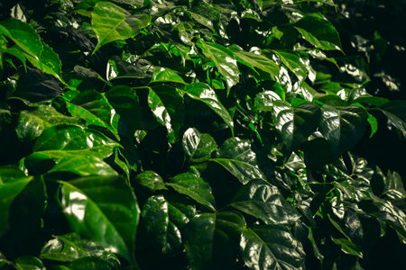 Lush green foliage with sunlight shining on leaves.の写真素材