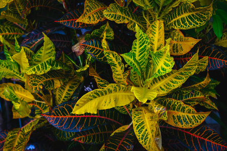 Vibrant yellow and green croton leaves with red veins in lush tropical foliage.の写真素材