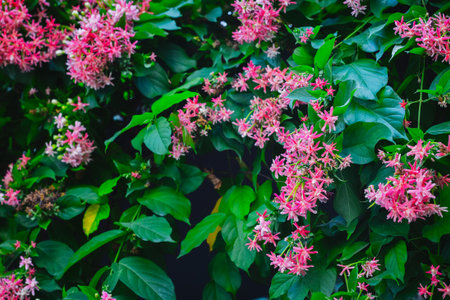 Vibrant pink rangoon creeper flowers with lush green foliage.の写真素材