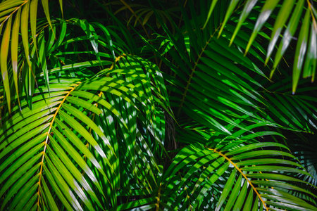 Lush tropical palm leaves with sunlit patterns creating a vibrant green canopy.の写真素材