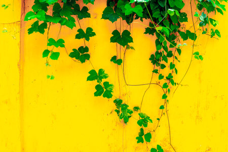 Lush green ivy vines on bright yellow background.の写真素材