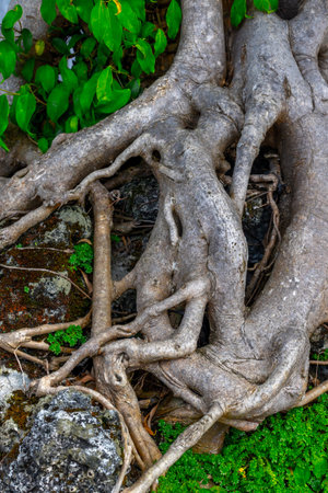 Intricate tree roots entwined with rocks and mossy ground.の写真素材