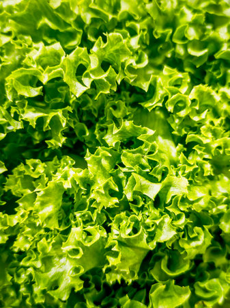 Fresh green crisp lettuce close-up with vibrant textured leaves.の写真素材