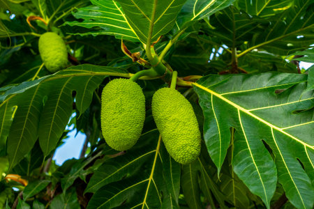 Vibrant green breadfruit hanging from lush tree with large leaves.の写真素材