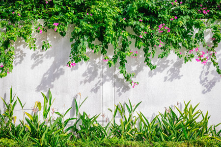 Lush greenery and pink flowers on white wall with vibrant leaves and shadows.の写真素材