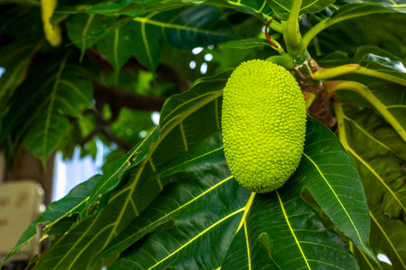 Close-up of vibrant green breadfruit on tree with lush foliage.の写真素材