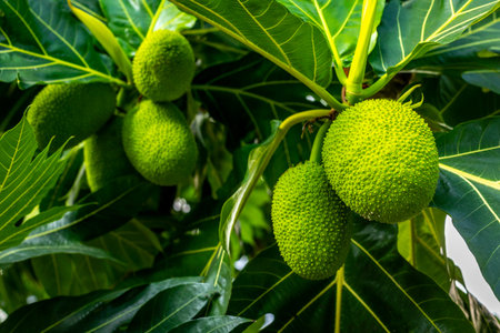 Tropical breadfruit tree with vibrant green fruits and lush foliage close-up.の写真素材