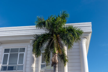 Elegant palm tree beside modern white building with columns under clear blue sky.の写真素材