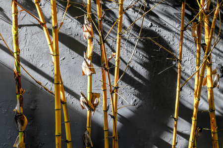 Golden bamboo stalks casting shadows on textured gray wall.の写真素材