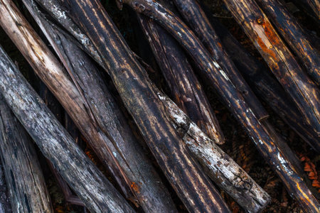 Close-up of weathered logs with natural patterns and textures in a forest setting.