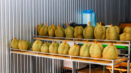 Ripe durians displayed on metal rack in warehouse setting.の写真素材