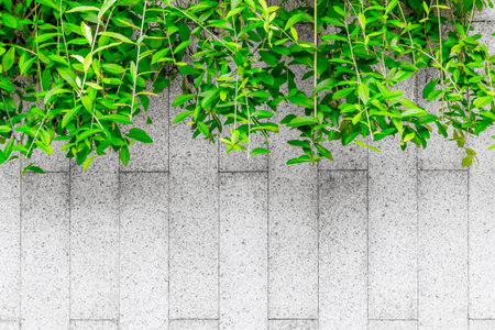 Lush green foliage overhead on gray stone pathway.の写真素材