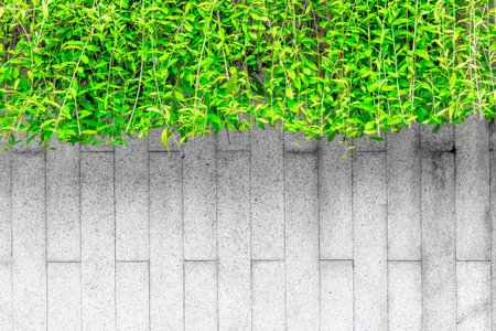 Vibrant green leaves hanging over gray concrete brick wall.の写真素材