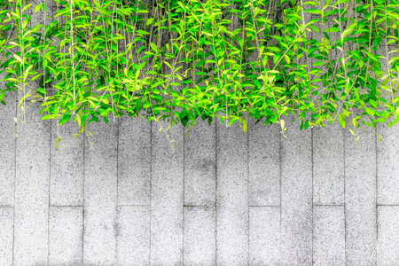 Green vines hanging over gray concrete wall with vertical lines.の写真素材