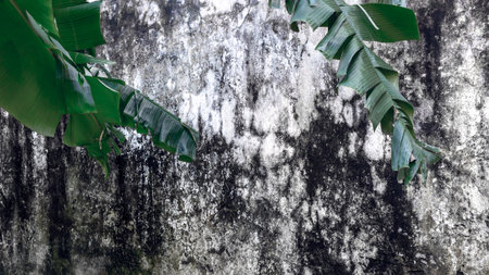 Textured weathered wall with lush green banana leaves overhead.の写真素材