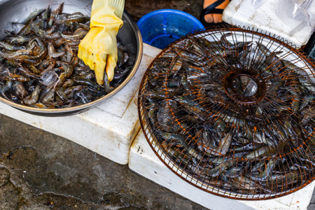 Fresh shrimp at seafood market stall with protective gloves.の写真素材