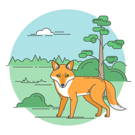 The standing red fox in the summer wood. Modern linear flat style.のイラスト素材