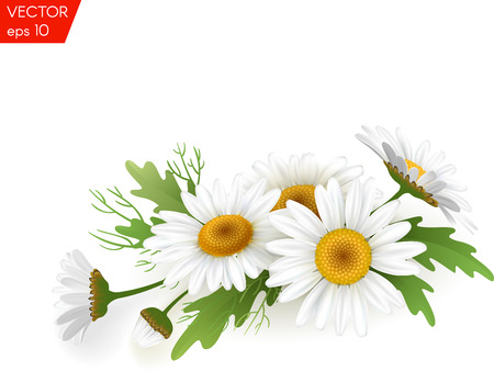 Bouquet realistic daisy, camomile flowers on white background. Vector illustration cardのイラスト素材