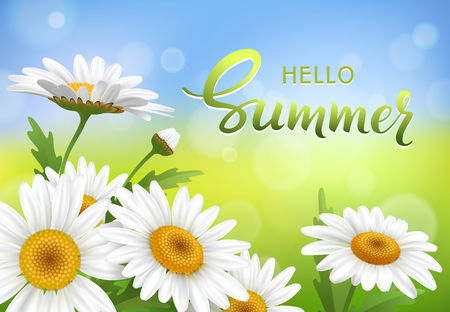 Hello Summer handmade lettering and meadow with realistic daisy, camomile flowers on transparent background. Vector illustrationのイラスト素材