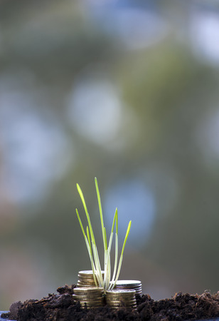 Green grass growing in coin stacks. Financial concept.の写真素材