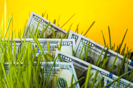 Investment growth: dollar bills in green grass.の写真素材
