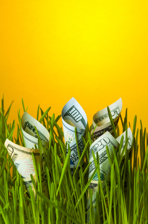 Dollars growing in green grass.の写真素材