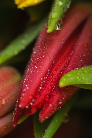 Fresh Red tulip with water drops, macro.の写真素材
