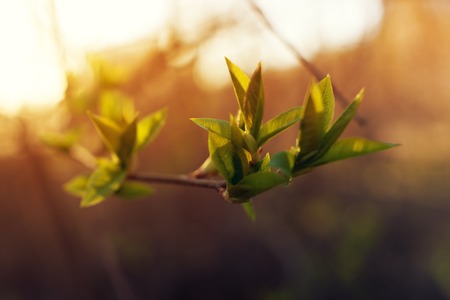 Green spring grass on the background of sunset skyの写真素材