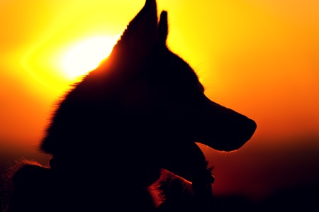 Silhouette of husky dog at sunset time outdoors