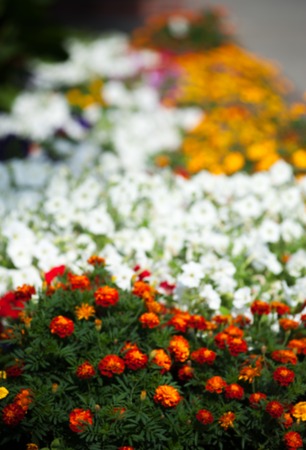 Bright colorful flowers blooming in garden.の写真素材