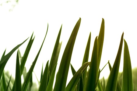 Fresh green grass, close-upの写真素材