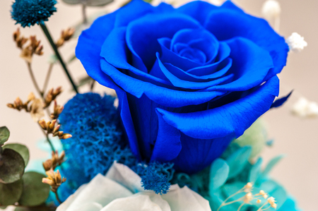 Close up of blue roseの写真素材