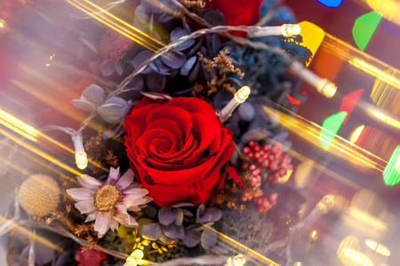 Close up of one red rose with yellow garlandの写真素材