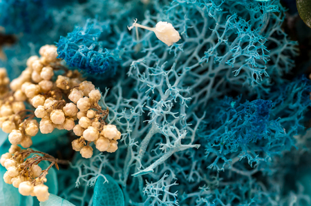 Close up of blue dried coral flowers