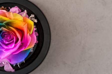Close up macro shot of multicolored articial rose.の写真素材