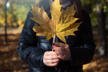 Woman in a jacket holds a large yellow maple leafの写真素材