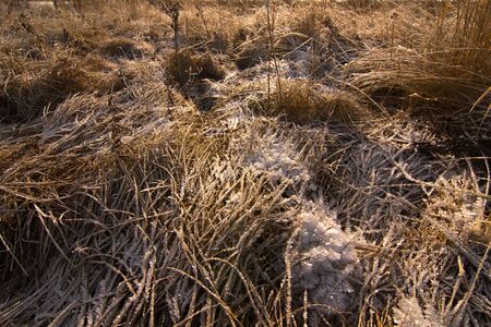 Yellowed grass is covered with a layer of snowの写真素材