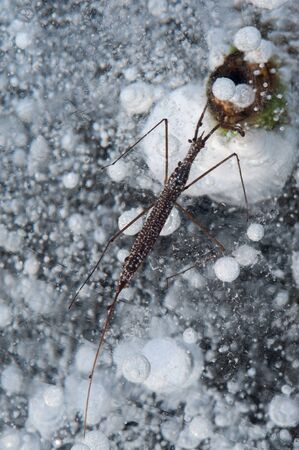 Close-up top view of a brown water strikerの写真素材