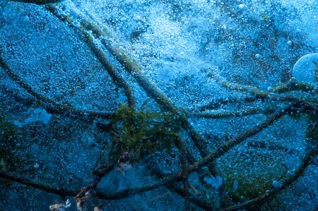 Close-up of green stems of underwater plantsの写真素材