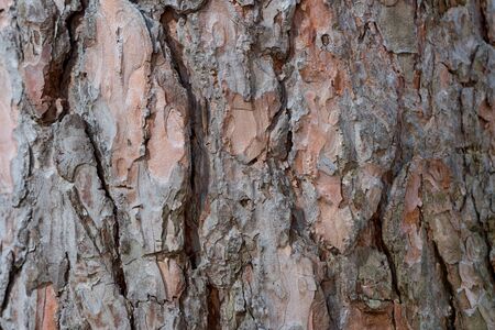 Close up macro photo of a tree bark log.