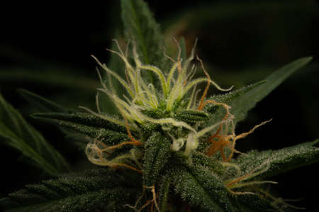 Green plant of marijuana. Legal cannabis cultivation. Medical indica with CBD.の写真素材