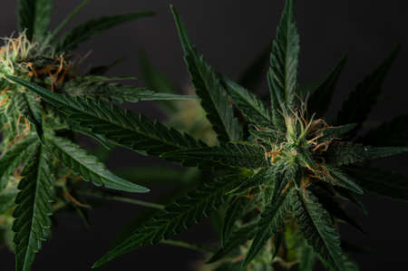 Close-up Green plant of marijuana. Legal cannabis cultivation. Medical indica with CBDの写真素材