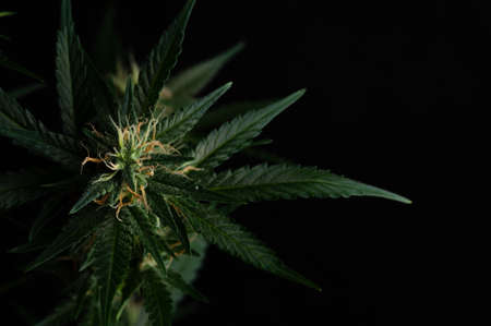 Green plant of marijuana. Legal cannabis cultivation. Medical indica with CBD.の写真素材