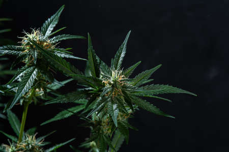 Close-up Green plant of marijuana. Legal cannabis cultivation. Medical indica with CBDの写真素材