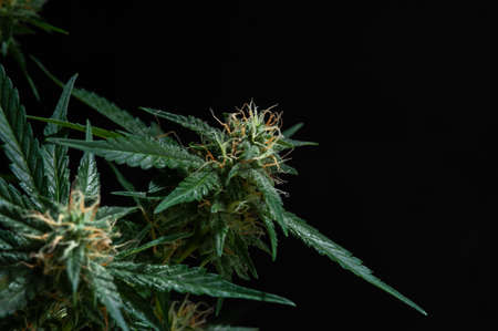 Green plant of marijuana. Legal cannabis cultivation. Medical indica with CBD.の写真素材