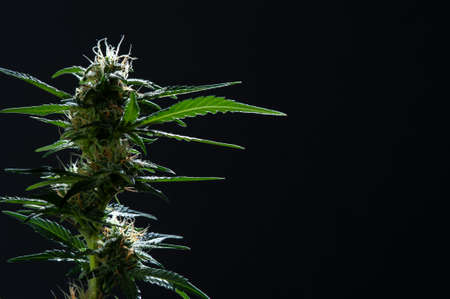Green plant of marijuana. Legal cannabis cultivation. Medical indica with CBD.の写真素材